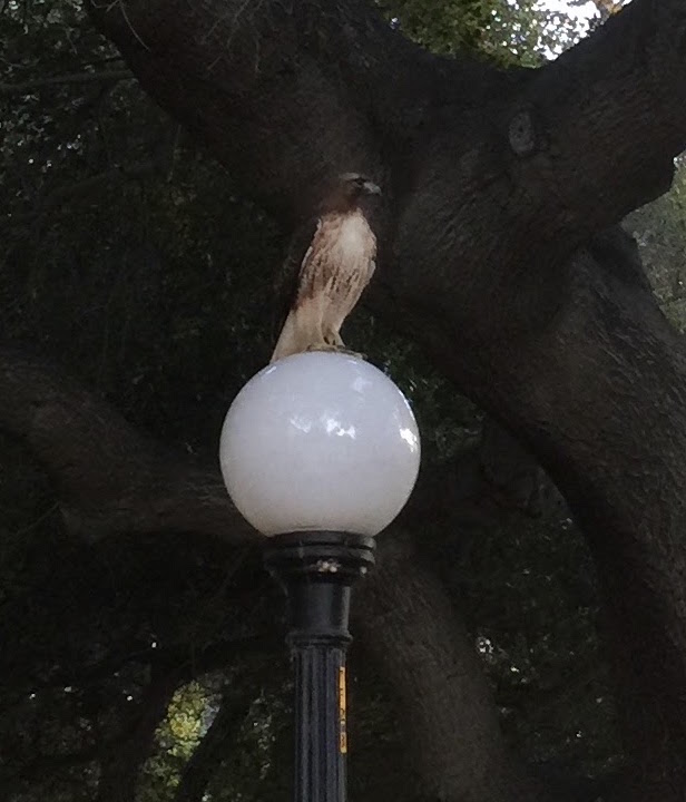 Big Bird on campus :)