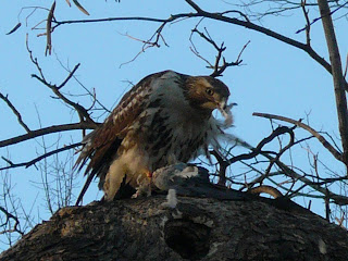 Hawk in Washington Square Park